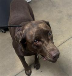 Shelter Stray Male Dog last seen , 14409 Vanowen St, Van Nuys, CA 91405, USA