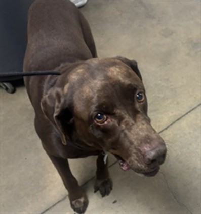 Shelter Stray Male Dog last seen , 14409 Vanowen St, Van Nuys, CA 91405, USA