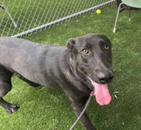 Shelter Stray Male Dog last seen , West Valley Animal Shelter, 20655 Plummer St, Chatsworth, CA 91311, USA
