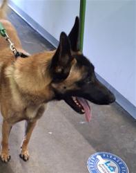 Shelter Stray Male Dog last seen , 1850 W 60th St, Los Angeles, CA 90047, USA