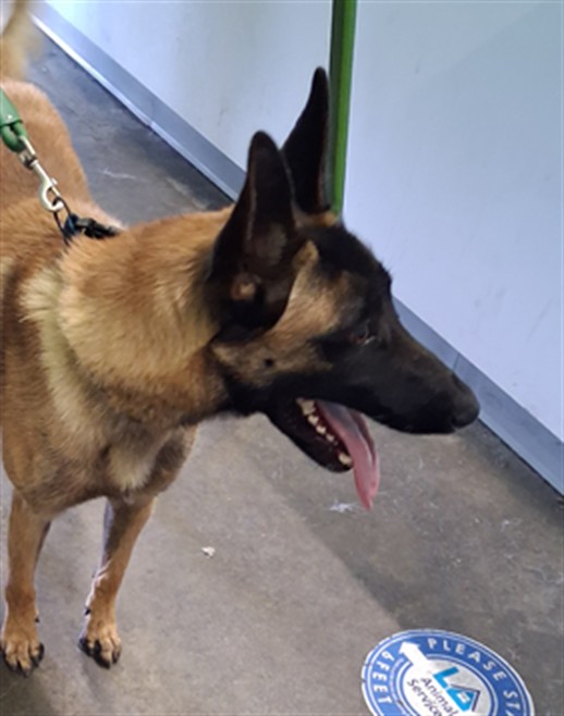 Shelter Stray Male Dog last seen , 1850 W 60th St, Los Angeles, CA 90047, USA