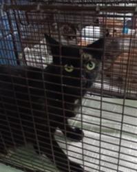 Shelter Stray Female Cat last seen , 1850 W 60th St, Los Angeles, CA 90047, USA