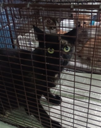 Shelter Stray Female Cat last seen , 1850 W 60th St, Los Angeles, CA 90047, USA