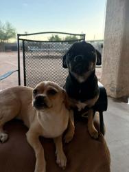 Reunited Female Dog last seen Signal Butte, Mesa, AZ 85209