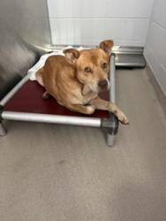 Shelter Stray Male Dog last seen ALAMANCE COUNTY, 221 Stone Quarry Rd, Burlington, NC 27217, USA