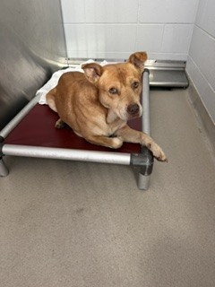 Shelter Stray Male Dog last seen ALAMANCE COUNTY, 221 Stone Quarry Rd, Burlington, NC 27217, USA