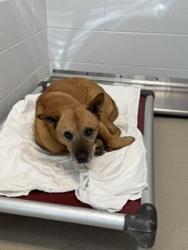 Shelter Stray Female Dog last seen ALAMANCE COUNTY, 221 Stone Quarry Rd, Burlington, NC 27217, USA