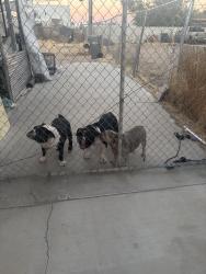 Lost Female Dog last seen Vallarta, Palmdale, CA 93550