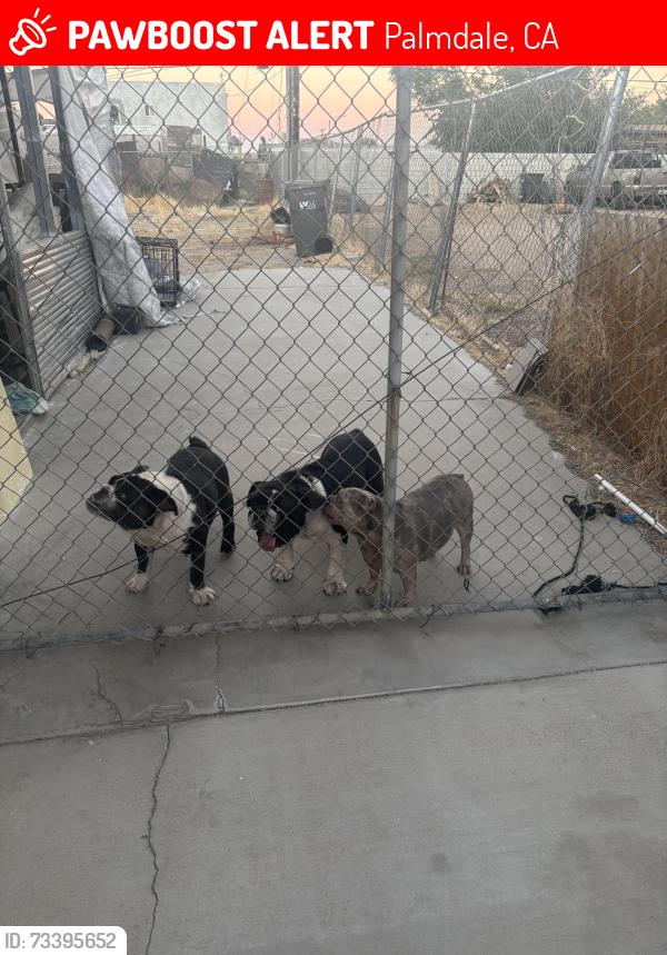 Lost Female Dog last seen Vallarta, Palmdale, CA 93550