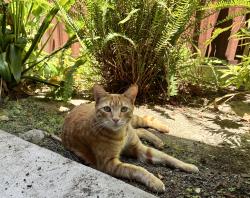 Lost Male Cat last seen East highland Ave and Dearborn street in redlands, Redlands, CA 92374