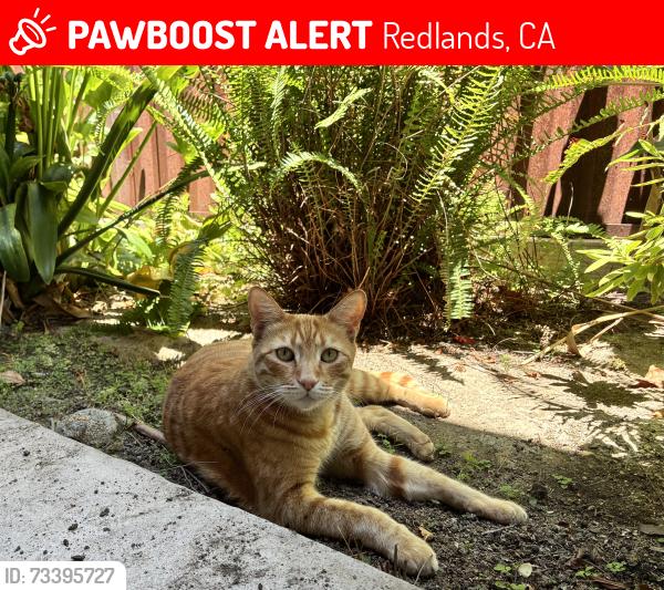 Lost Male Cat last seen East highland Ave and Dearborn street in redlands, Redlands, CA 92374