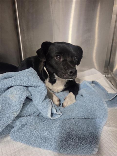 Shelter Stray Female Dog last seen Near BLOCK W 2ND ST, 333 Chandler Pl, San Bernardino, CA 92408, USA