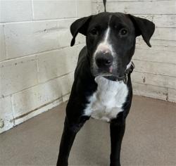 Shelter Stray Male Dog last seen Near BLOCK W OLIVE ST, 333 Chandler Pl, San Bernardino, CA 92408, USA