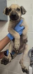 Shelter Stray Female Dog last seen N G ST & W EVANS ST, SAN BERNARDINO, CA, 92405, USA, 333 Chandler Pl, San Bernardino, CA 92408, USA
