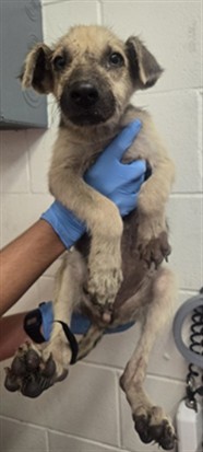 Shelter Stray Female Dog last seen N G ST & W EVANS ST, SAN BERNARDINO, CA, 92405, USA, 333 Chandler Pl, San Bernardino, CA 92408, USA