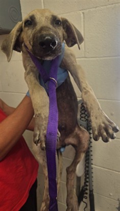 Shelter Stray Male Dog last seen N G ST & W EVANS ST, SAN BERNARDINO, CA, 92405, USA, 333 Chandler Pl, San Bernardino, CA 92408, USA