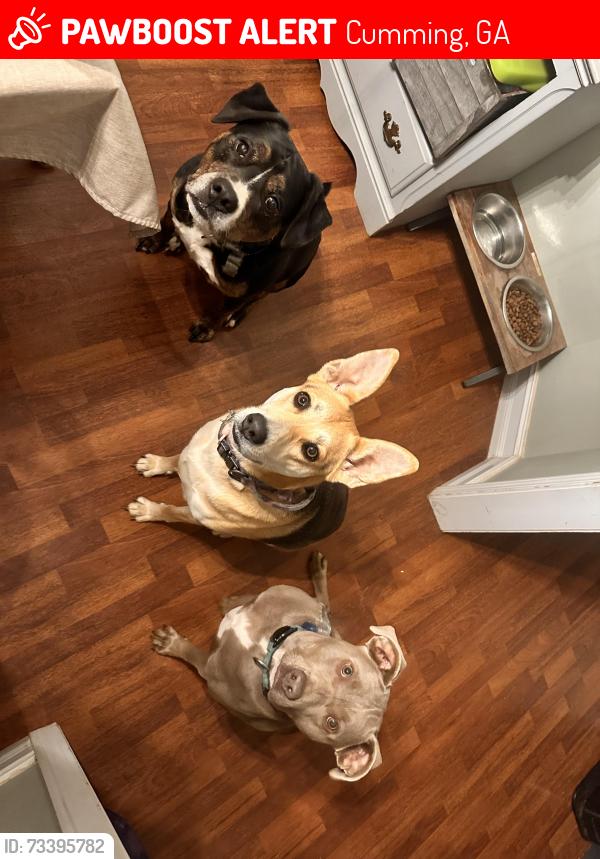 Lost Male Dog last seen Bennet rd, Cumming, GA 30041