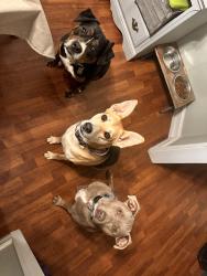 Lost Male Dog last seen Bennet rd, Cumming, GA 30041