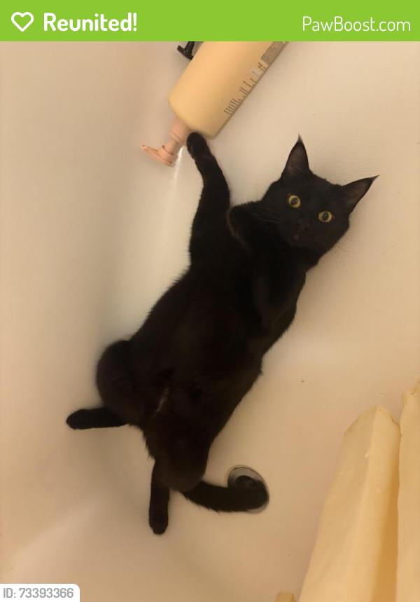 Reunited Female Cat last seen 8th ave, Olympia, WA 98501