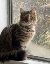 Lost Male Cat last seen Hebron municipal office, Hebron, OH 43025