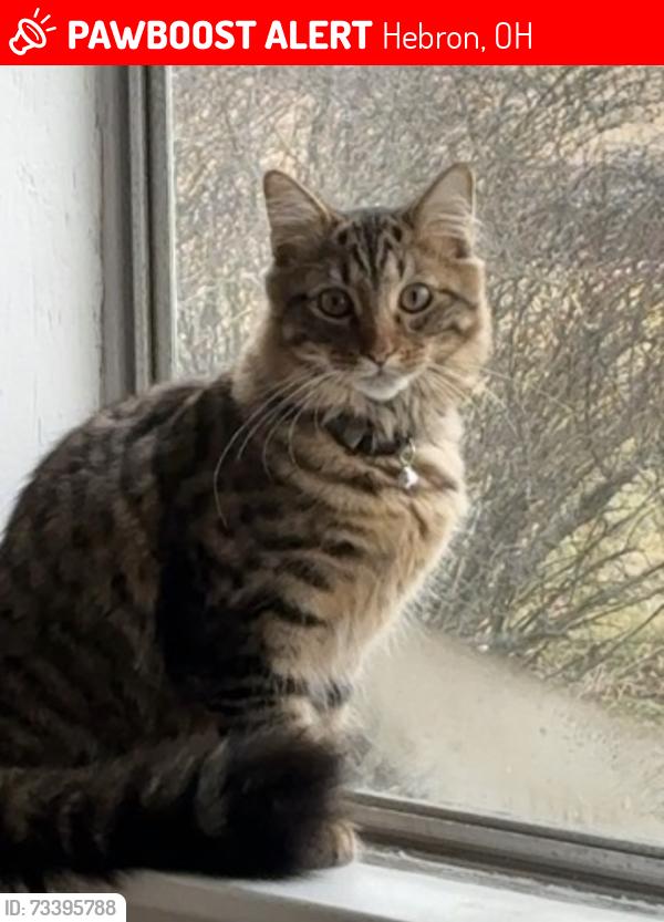 Lost Male Cat last seen Hebron municipal office, Hebron, OH 43025