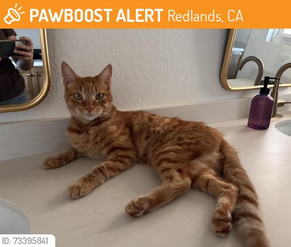 Found/Stray Male Cat last seen Franklin and Hilton in Redlands ca, Redlands, CA 92373
