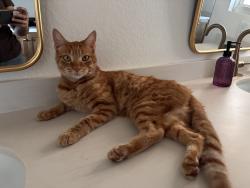 Found/Stray Male Cat last seen Franklin and Hilton in Redlands ca, Redlands, CA 92373