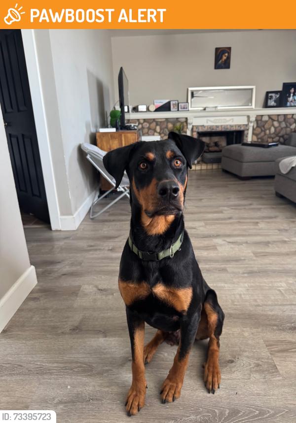 Found/Stray Male Dog last seen Banyan and sapphire, Rancho Cucamonga, CA 91701