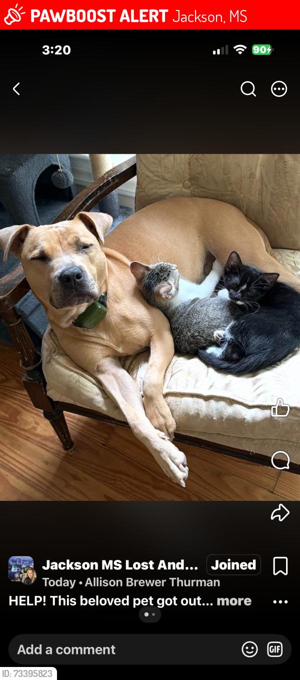 Lost Female Dog last seen Riverside Dr., Jackson, MS 39202