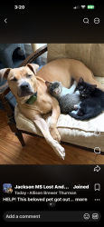 Lost Female Dog last seen Riverside Dr., Jackson, MS 39202