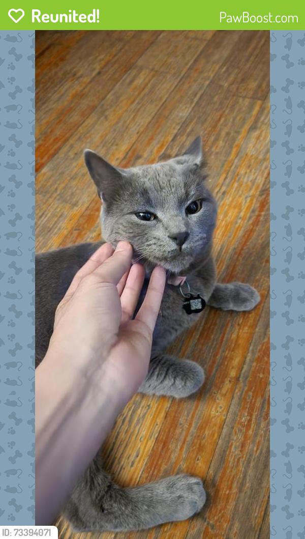 Reunited Male Cat last seen Near cooke street, Waterbury, CT 06710