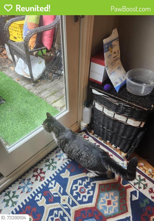 Reunited Male Cat last seen Laussat Street and Filmore, San Francisco, CA 94117