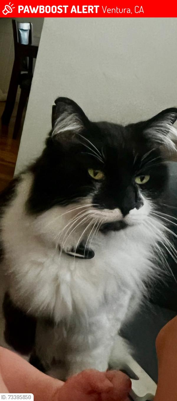 Lost Male Cat last seen lynn and gale road, loma vista elementary school, Ventura, CA 93003