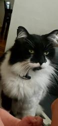 Lost Male Cat last seen lynn and gale road, loma vista elementary school, Ventura, CA 93003