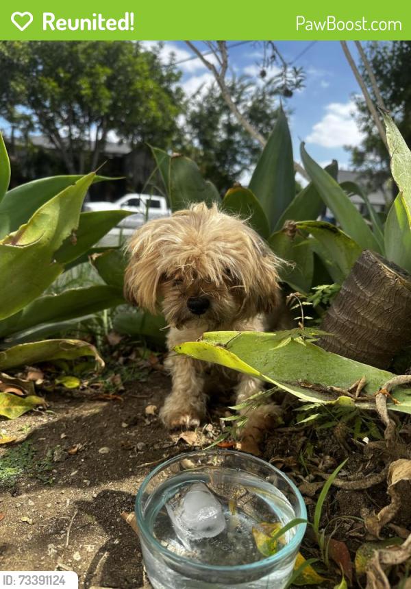 Reunited Male Dog last seen Inglewood, CA, USA, Inglewood, CA 90301