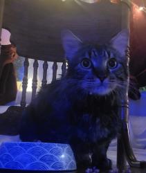 Lost Male Cat last seen Rengstorff Park, Castro Elementary School, Mountain View, CA 94040