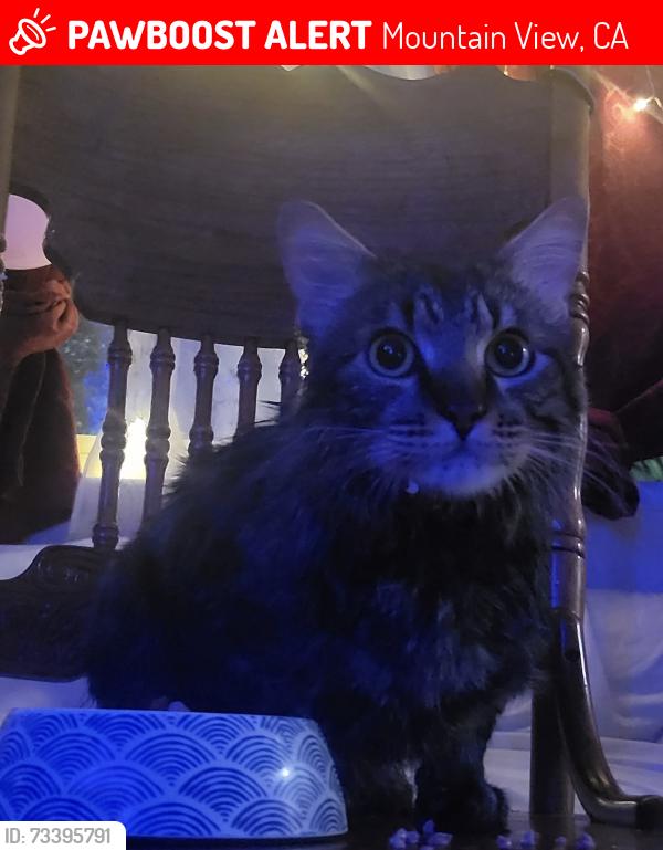 Lost Male Cat last seen Rengstorff Park, Castro Elementary School, Mountain View, CA 94040