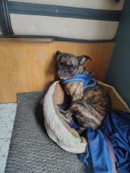 Found/Stray Unknown Dog last seen West grand ave, Oakland, CA 94607
