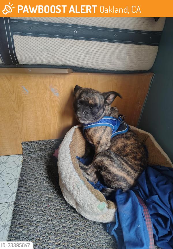 Found/Stray Unknown Dog last seen West grand ave, Oakland, CA 94607