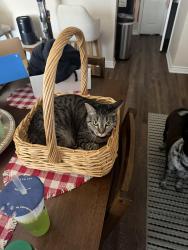 Lost Female Cat last seen Near Crestwood drive Cleburne, Cleburne, TX 76033