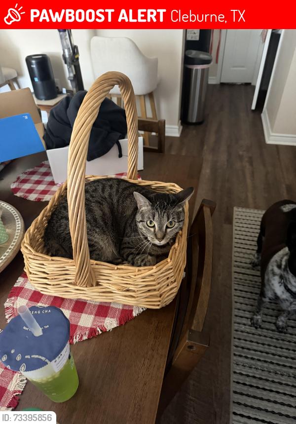 Lost Female Cat last seen Near Crestwood drive Cleburne, Cleburne, TX 76033