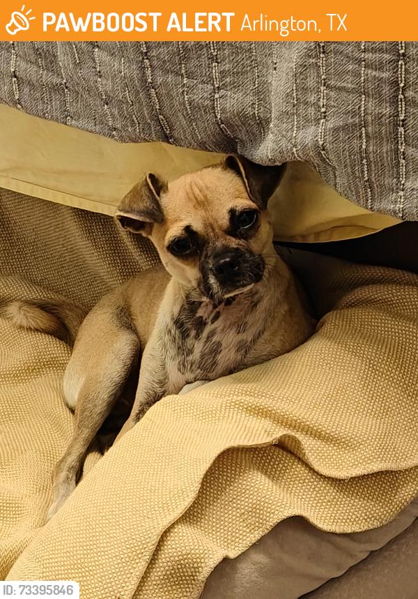 Found/Stray Unknown Dog last seen Green Oaks, Arlington, TX 76018