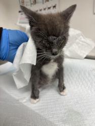 Shelter Stray Male Cat last seen Near seminary, Oakland, CA, 1101 29th Ave, Oakland, CA 94601, USA