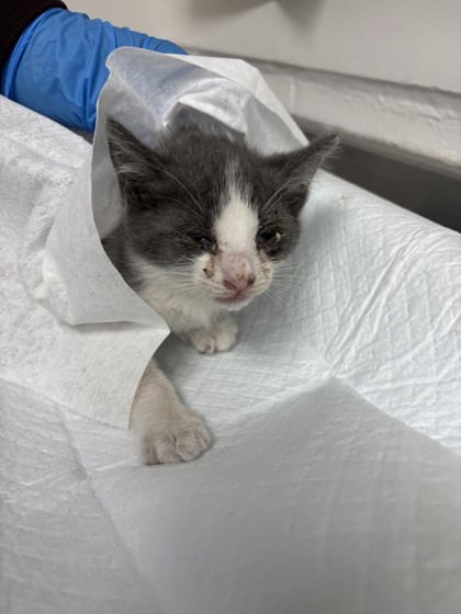 Shelter Stray Female Cat last seen Near seminary, Oakland, CA, 1101 29th Ave, Oakland, CA 94601, USA