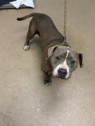 Shelter Stray Female Dog last seen Near Ridge Forest Drive Stone Mountain, 30083, 30083, GA, 3280 Chamblee Dunwoody Rd, Chamblee, GA 30341, USA