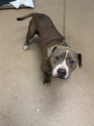 Shelter Stray Female Dog last seen Near Ridge Forest Drive Stone Mountain, 30083, 30083, GA, 3280 Chamblee Dunwoody Rd, Chamblee, GA 30341, USA