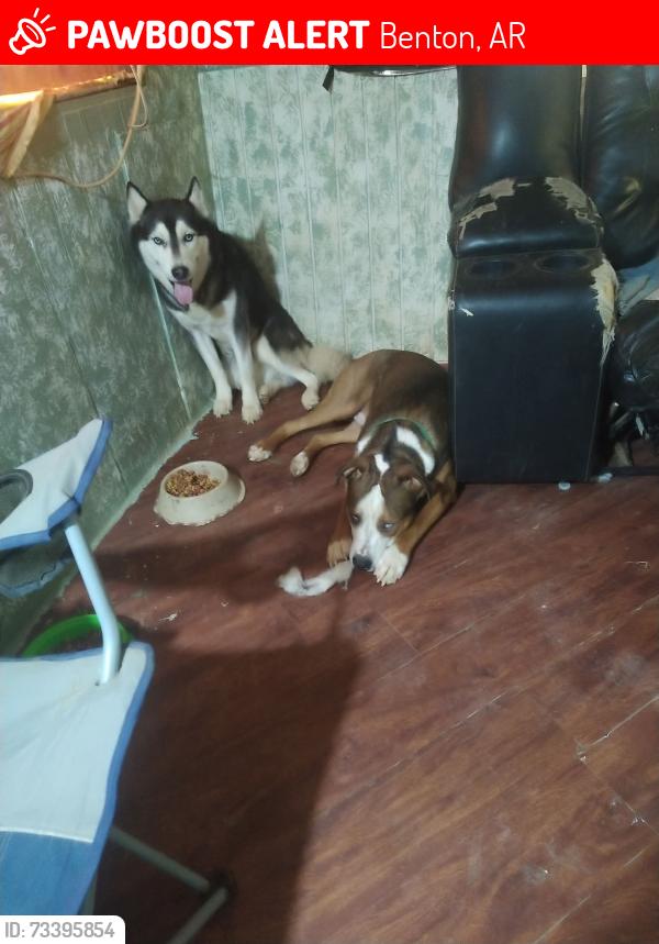 Lost Male Dog last seen Salt Creek Rd, Benton, AR 72019