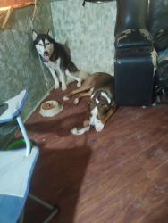Lost Male Dog last seen Salt Creek Rd, Benton, AR 72019