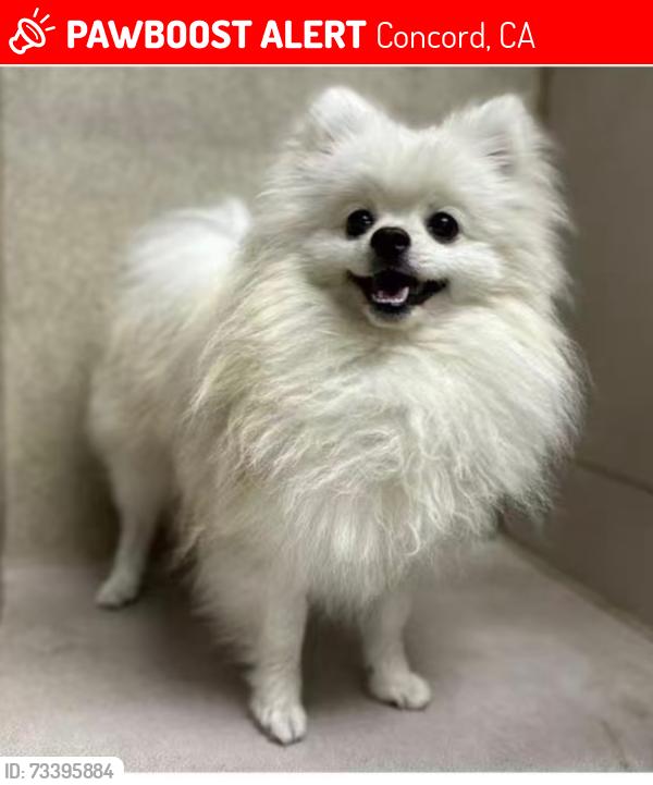 Lost Male Dog last seen Eastgate ave and Solano way, Concord, CA 94520