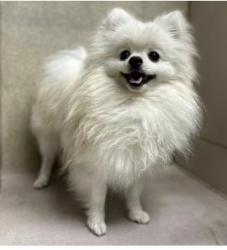 Lost Male Dog last seen Eastgate ave and Solano way, Concord, CA 94520